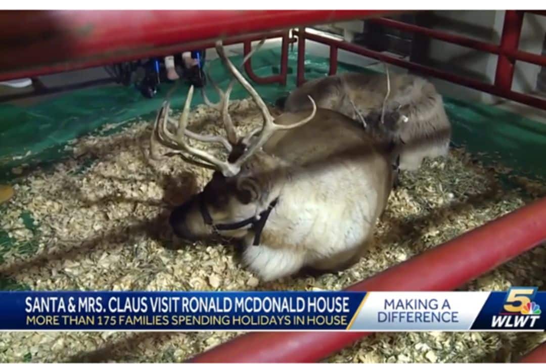 reindeer laying down